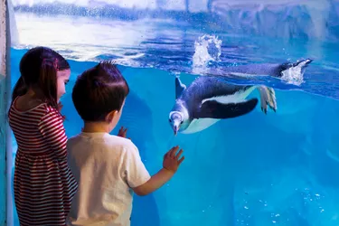Children And Penguins